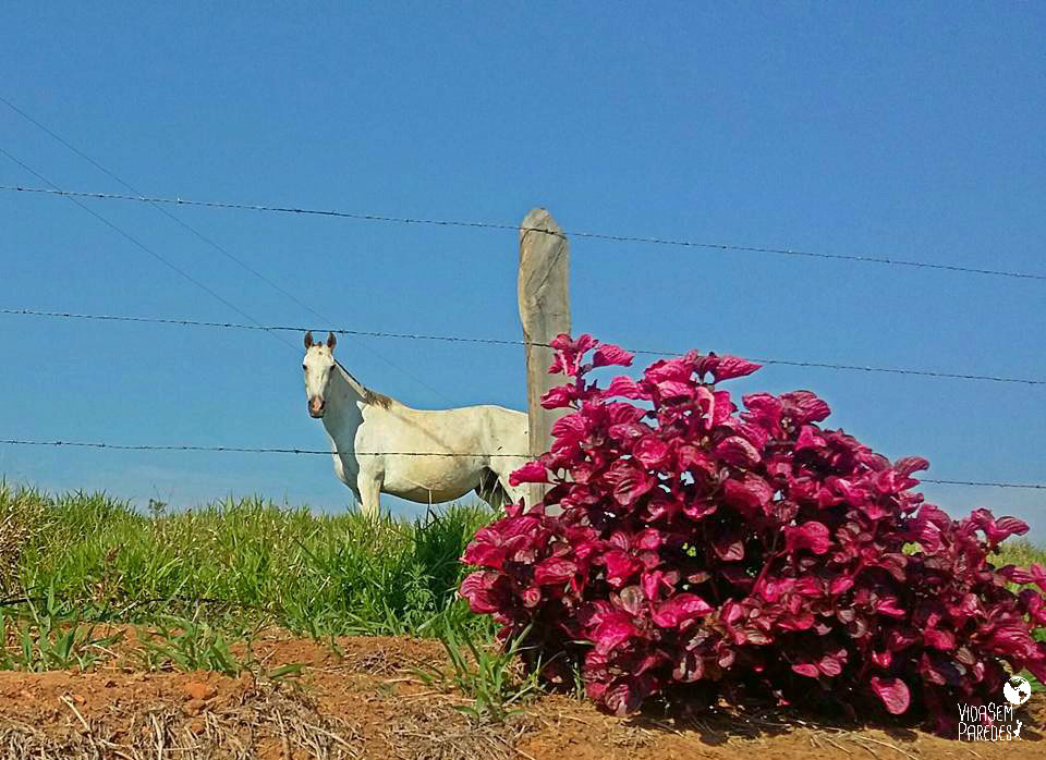 Desenho do cavalo Mangalarga – Foto de Museu Nacional do Cavalo Mangalarga  Marchador, Cruzília - Tripadvisor