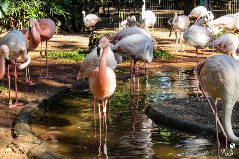 O que fazer em Foz do Iguaçu: Parque das Aves
