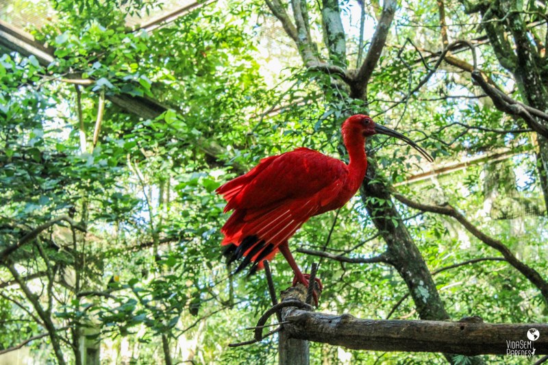 Parque das Aves de Foz do Iguaçu - Paraná