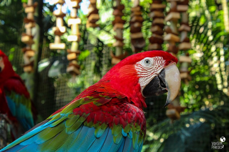 Parque das Aves de Foz do Iguaçu - Paraná