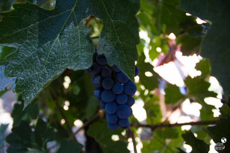 Melhores vinícolas no Valle del Maipo no Chile: Santa Rita