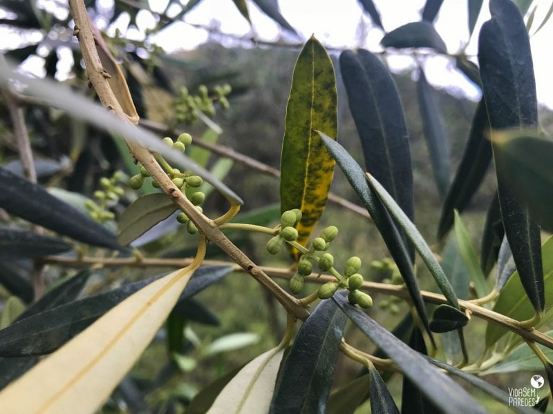 Fazenda Maria da Fé: oliveiras
