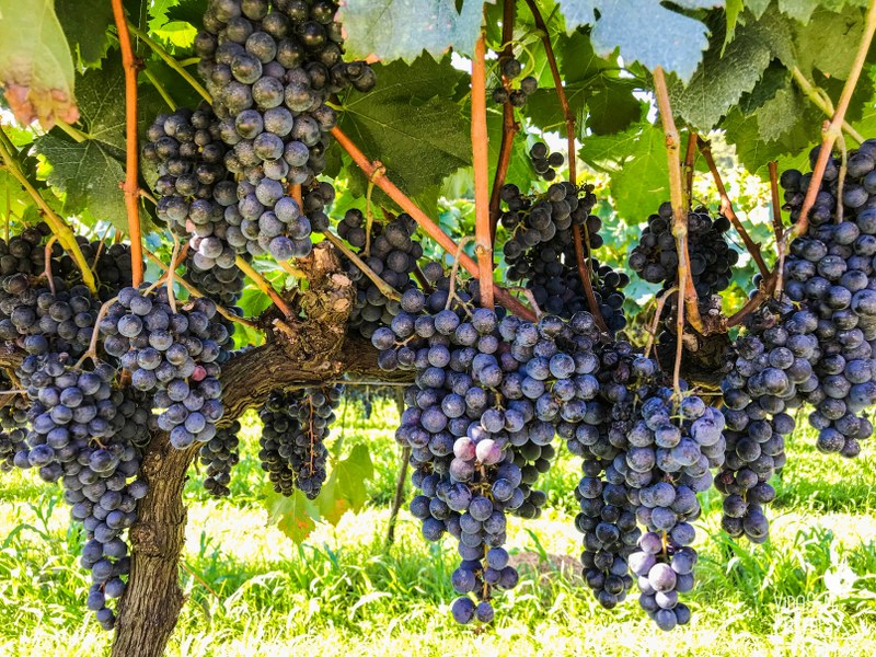 uvas Vinícola Cave de Pedra