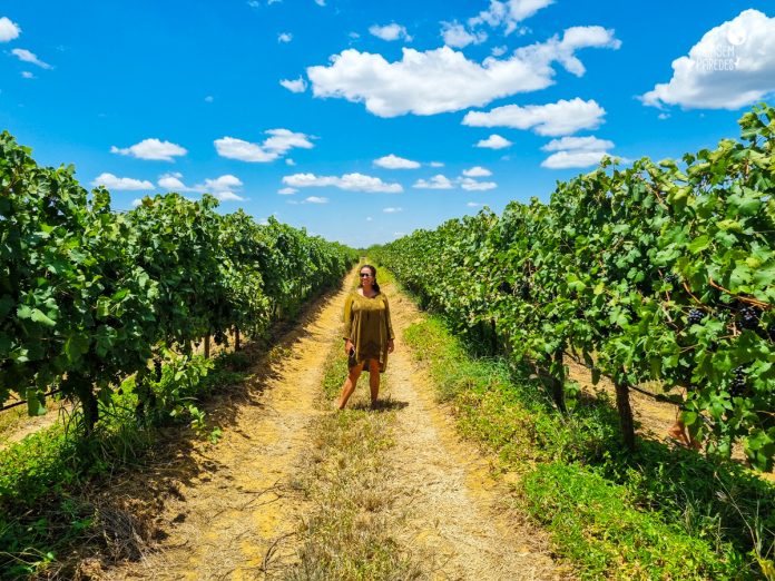 Enoturismo no Vale do São Francisco: vinhos e vinhedos do sertão
