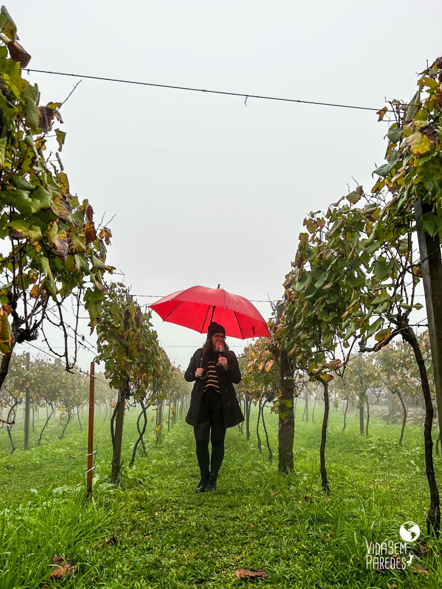 Vinícolas em Gramado e Canela, wine trip Serra Gaúcha