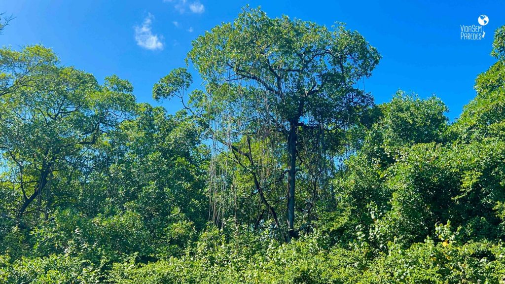 biodiversidade delta parnaiba