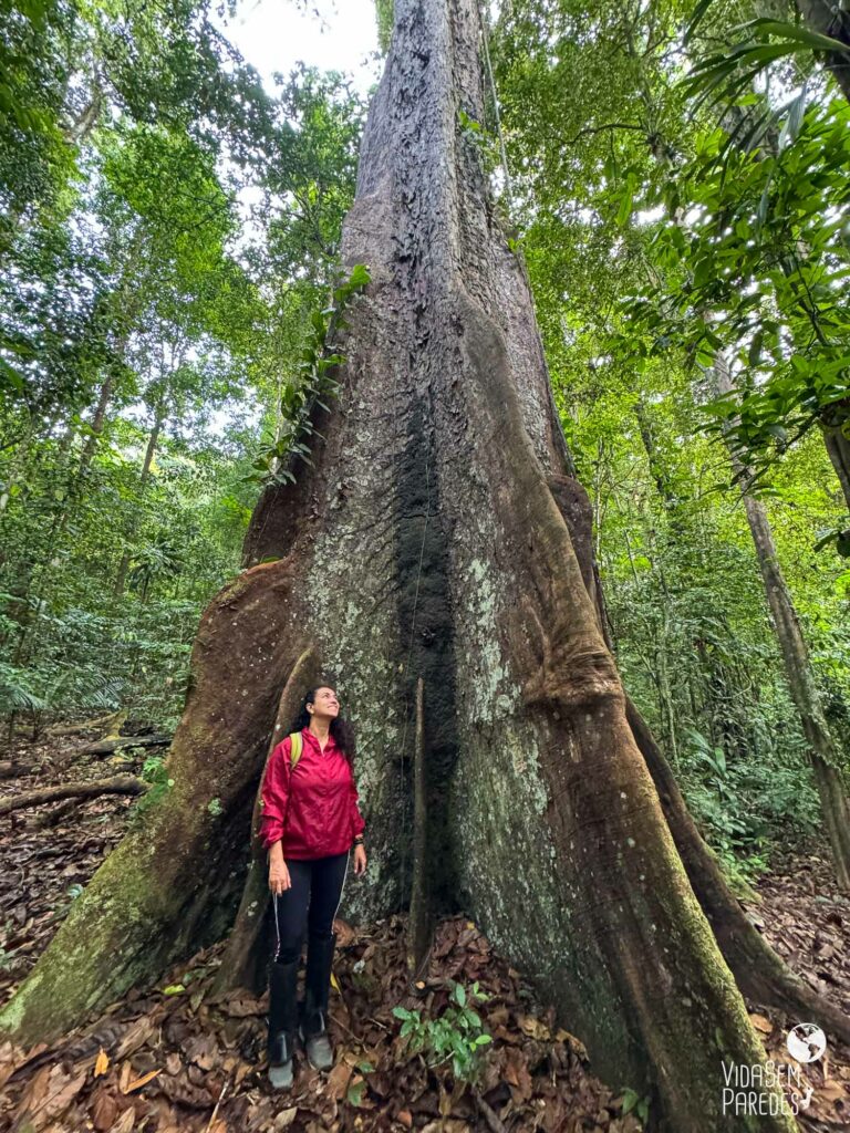 amapa